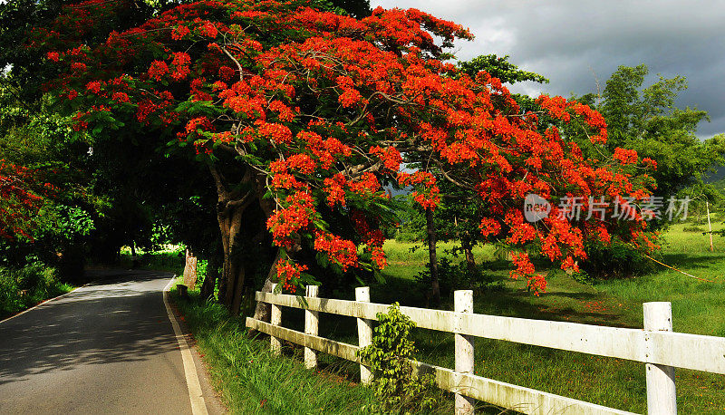 Flamboyan Tree 和 Fajardo